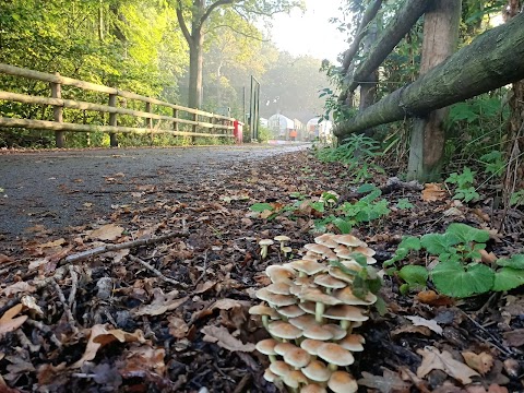 Birmingham Institute of Forest Research