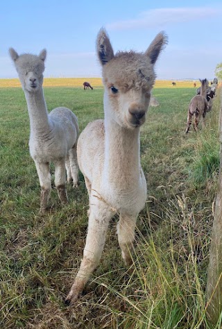 Burnroot Alpacas and camping