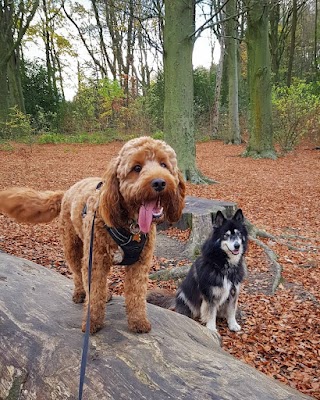 Dronfield Dog Walkers