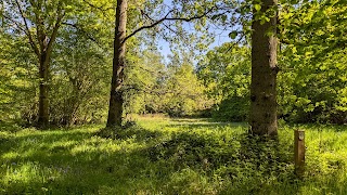 Foxley Wood