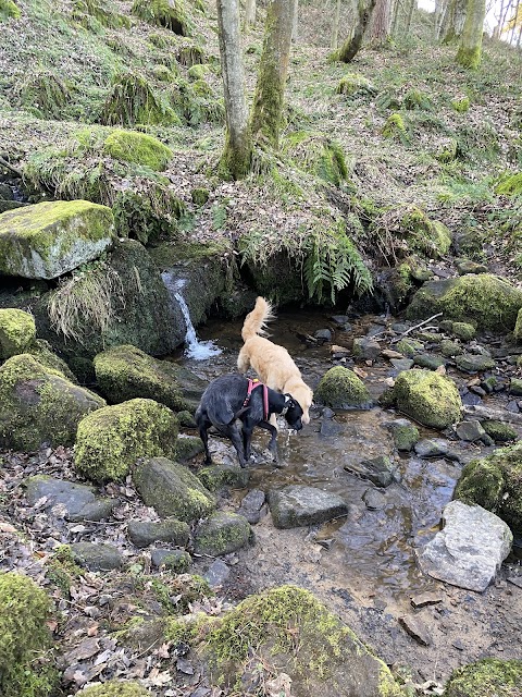 Paws and Moors Ilkley