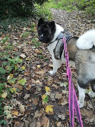 Jo's Walkies