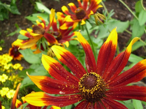 Norfolk Park Community Garden