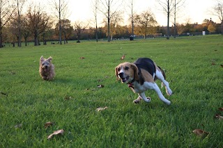 Pups go walking