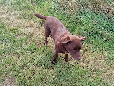 Walking Arthur's Gang