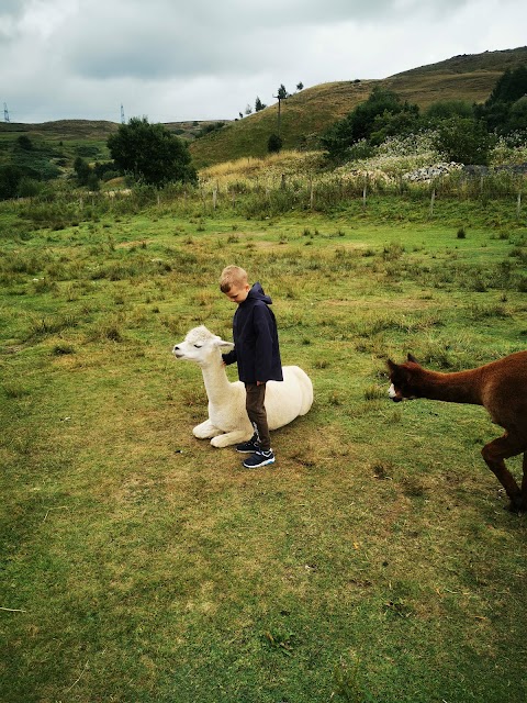 Calderbrook Alpacas