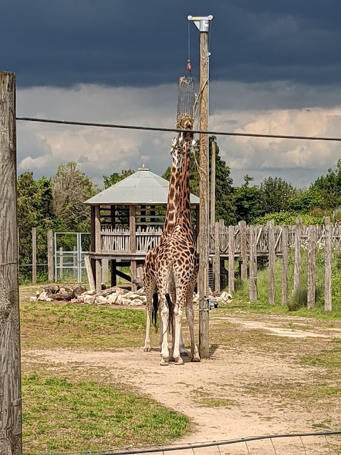 Twycross Zoo