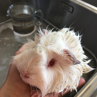 Jack's Pad Guinea Pig Boarding