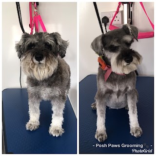 Posh Paws Grooming ( Dog Grooming Basingstoke )