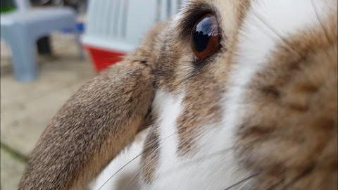 Happy Bunnies Hotel