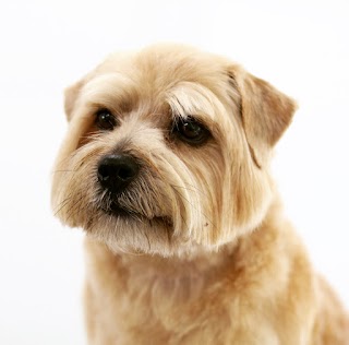 Dogs Delight Grooming Salon & Courses, Chiswick, West London