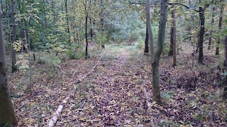 Jubilee Wood (Nature Reserve)