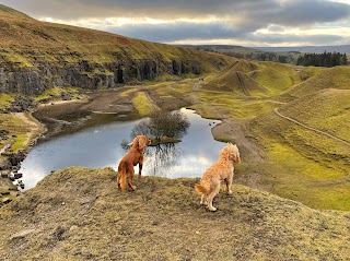 Chester's Dog Walking