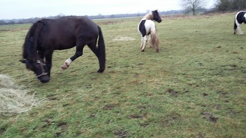 Waveney Wildlife