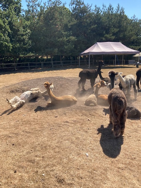 Burnt Fen Alpacas