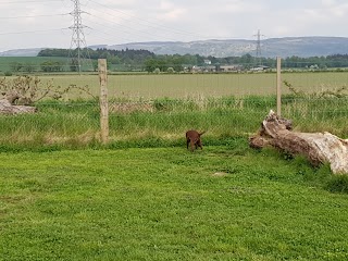 Run Free Dog Fields - Cambuslang