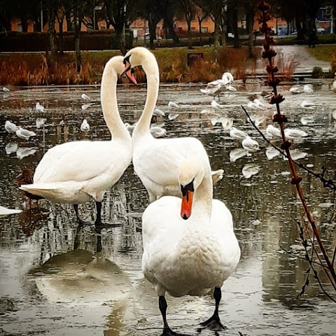 Knightswood Park