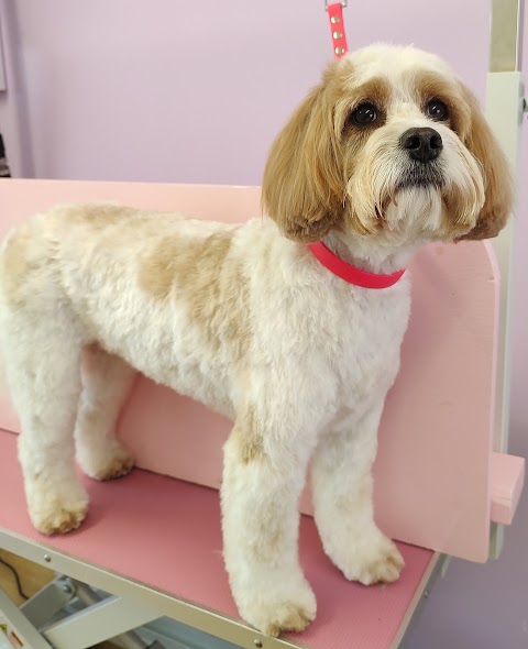 South Notts Dog Grooming