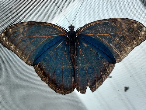 Butterfly World IOW