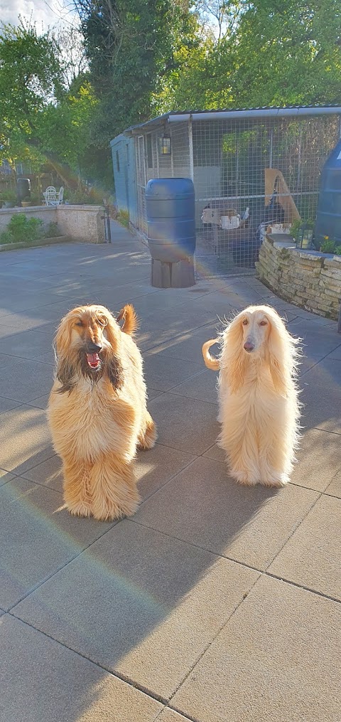 Bed & Biscuit Dog Boarding Kennels