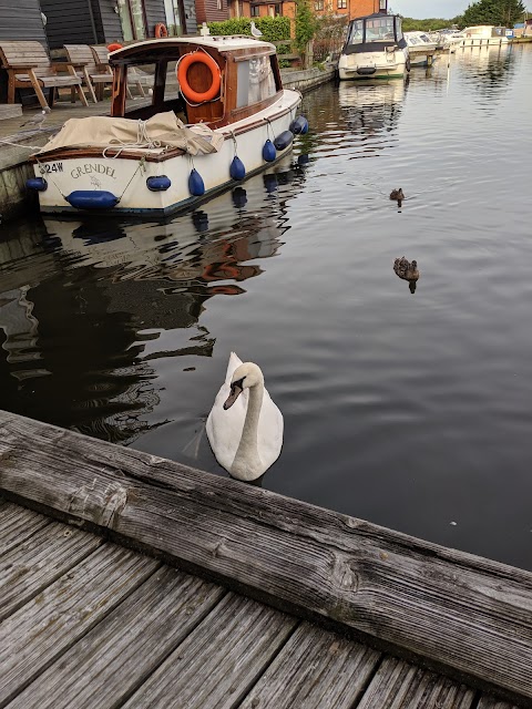 Puddle Inn Duck