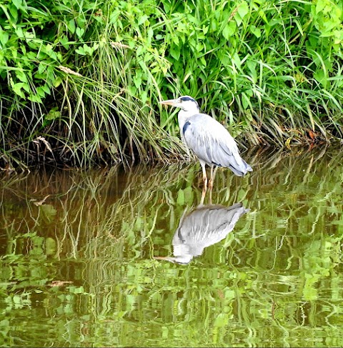 Anderton Nature Park