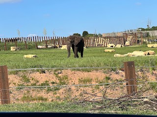 Elephants