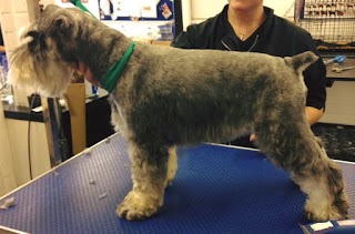 Hampshire Hounds Grooming