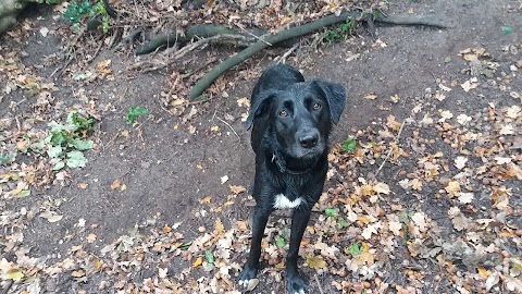 Tanya's Happy Hounds Dog Walking (Bournemouth Dorset)