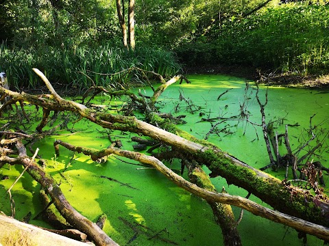 Chorlton Ees Nature Reserve