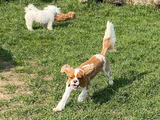 Blissful Pups Cavalier King Charles, Cavapoo & Toy Breeds Daycare