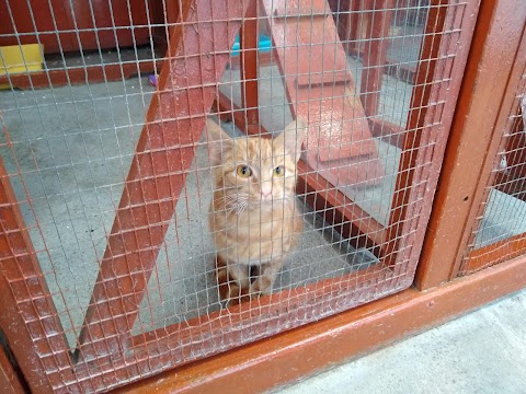 Bowlers Boarding Cattery