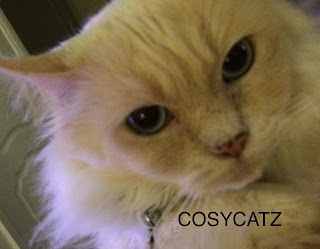 COSY CATZ CATTERY