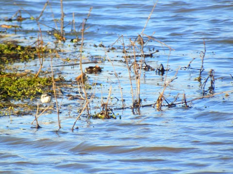 Sandbach Flash SSSi site