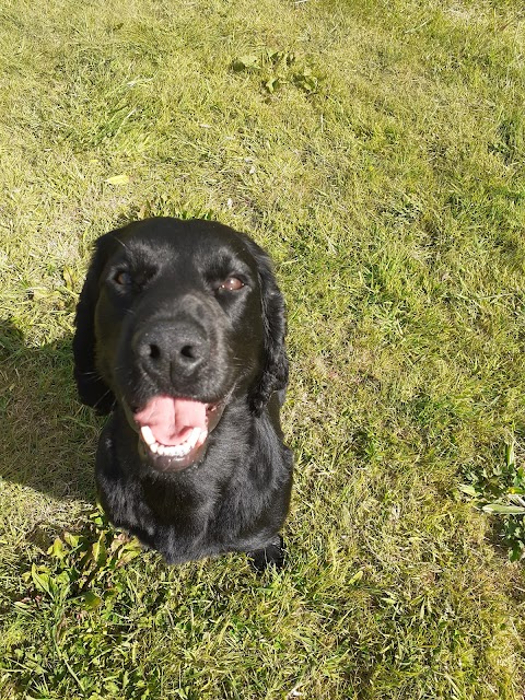 St. James Veterinary Group Penllergaer