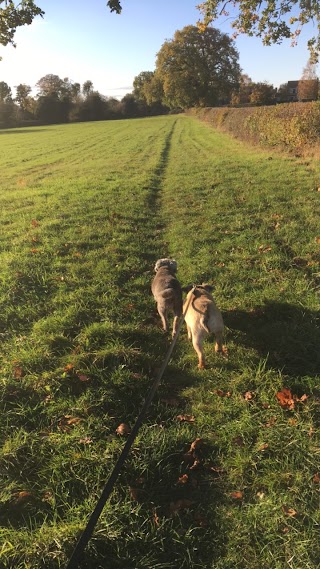 Pipwood Kennels & Cattery