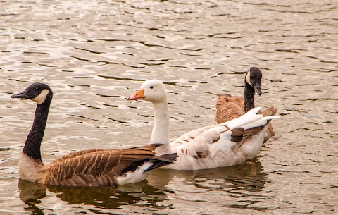 Himley Hall and Park