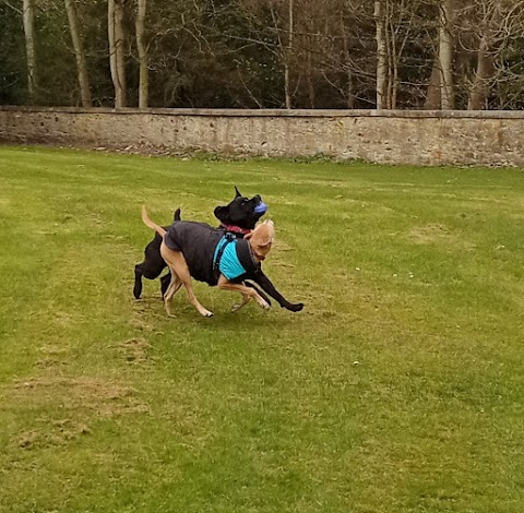 Woof Woof Dog Walker