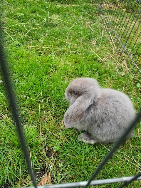 Bebington Boarding for Rabbits and Guinea Pigs