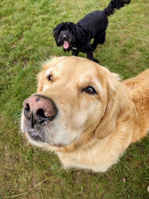 Tails of Tranquility - Dog Day Care