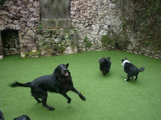 Oaksedge Farm Waggytails Dog Hotel