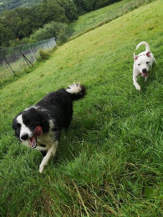 Gedrys Farm Kennels