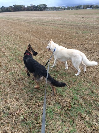 Foxtrot Dog Walking Service - South Queensferry