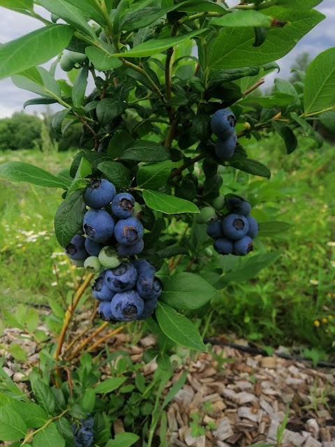 Яідна ферма"Lucky Berry"