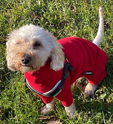 Four Paws Trek and Train