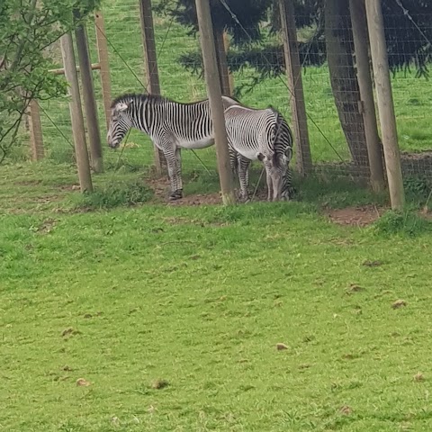 Zebra