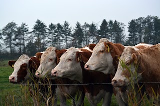 LLM Farm Vets, Bakewell