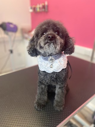 Scruffy To Fluffy Dog Grooming Torbay