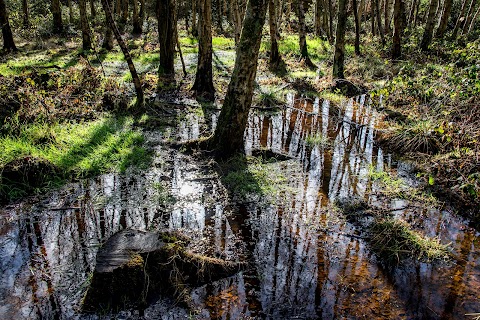 Rook's Nest Wood Country Park