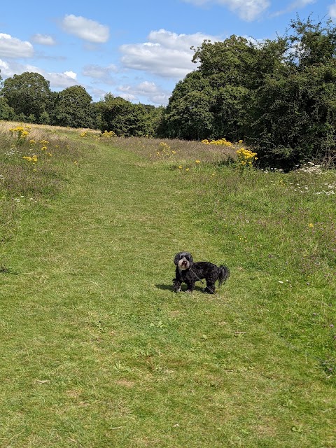 Warsash Common